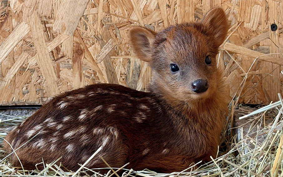 Pudu w warszawskim zoo