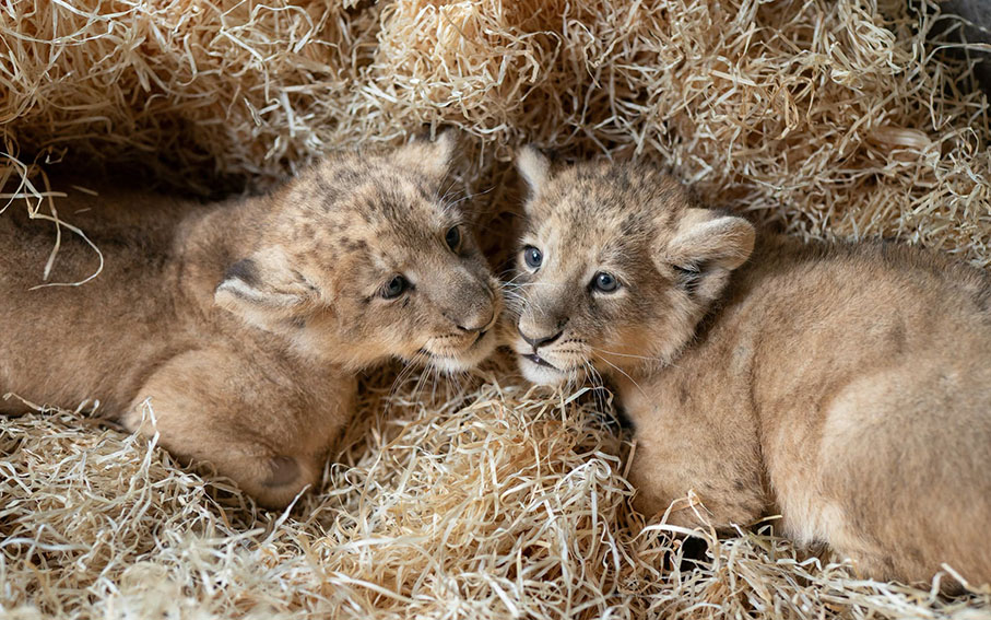Lwi baby boom w Łodzi
